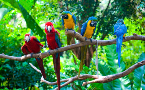 Red And Green Macaw Background Wallpapers 78248