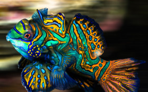 Mandarinfish HD Desktop Wallpaper 74873