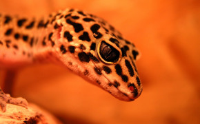 Leopard Gecko Background Wallpaper 77668