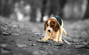 Beagle Background Wallpapers 74317