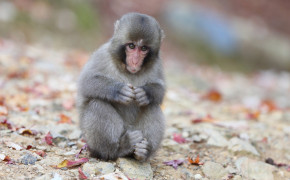 Japanese Macaque Background HD Wallpapers 77128
