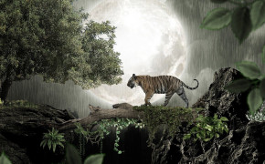 Tiger HD Desktop Wallpaper 80601