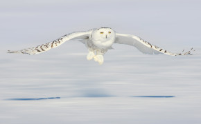 Snowy Owl Wallpaper 2560x1440 82485