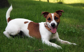 Jack Russell Terrier Wallpaper 3212x2141 82194
