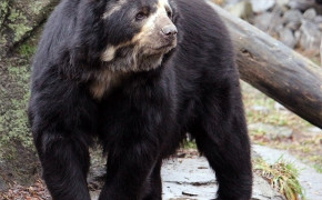 Spectacled Bear Background Wallpaper 79767