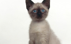 Siamese Cat HD Wallpapers 79520