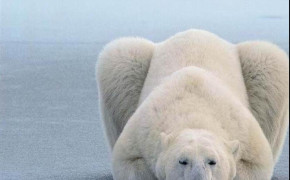 Polar Bear Wallpaper 1280x1024 81400