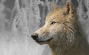 Arctic Wolf Wallpapers Full HD 73979