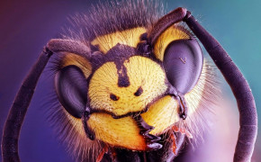 Hornet Insect Background Wallpapers 74385