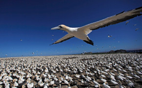Northern Gannet Background Wallpapers 75428