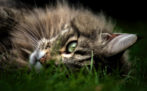 Maine Coon HD Background Wallpaper 74724