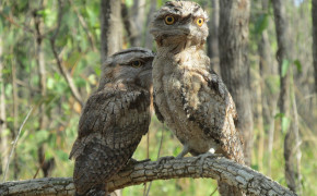 Tawny Frogmouth Best HD Wallpaper 80488