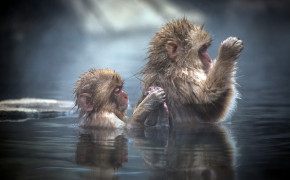 Japanese Macaque HD Background Wallpaper 77136