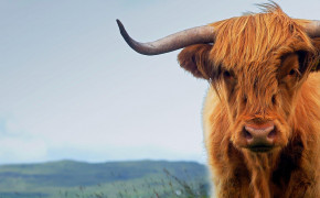Highland Cattle HD Wallpapers 76683