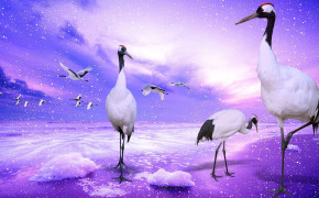 Red Crowned Crane Background Wallpapers 78346