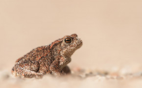 American Toad HQ Background Wallpaper 73728