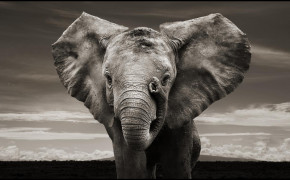 Elephant Art Pics 07876