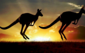 Kangaroo HD Wallpaper 77224