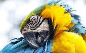 Macaw Best HD Wallpaper 74662
