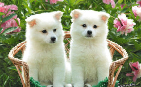 Puppy Wallpapers Full HD 77913