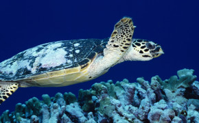 Water Tortoise HD Images 08133