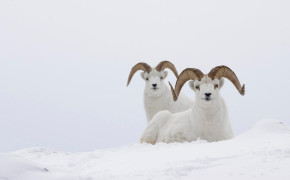 Mountain Goat Background HD Wallpapers 75257