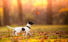 Jack Russell Terrier HQ Background Wallpaper 77101