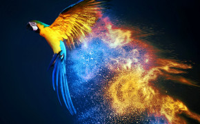 Macaw Background HD Wallpapers 74659