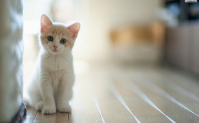 Baby Cat Pics 07576