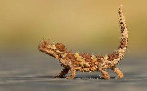 Thorny Devil Widescreen Wallpapers 80561