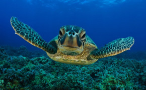 Sea Turtle HD Wallpapers 79145