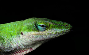 Green Anole Wallpapers Full HD 76265
