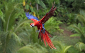 Macaw Background Wallpaper 74660
