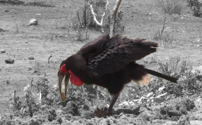 Southern Ground Hornbill Background HD Wallpapers 79715