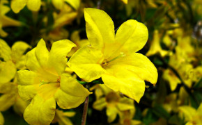 Yellow Jasmine Flower 08207