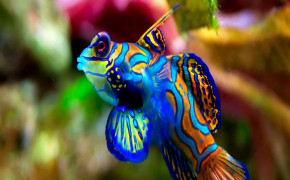 Tropical Fish Background Wallpaper 80789
