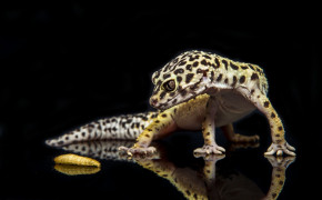 Leopard Gecko Best HD Wallpaper 77670