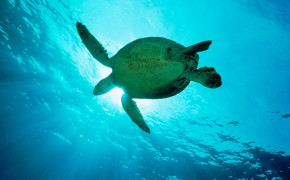 Sea Turtle Wallpaper HD 79147