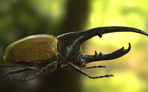 Rhinoceros Beetle HD Wallpaper 78518