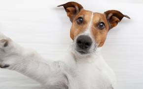 Jack Russell Terrier Background Wallpapers 77090