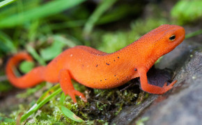 Red Bellied Newt High Definition Wallpaper 78147