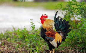Rooster HD Wallpapers 78648