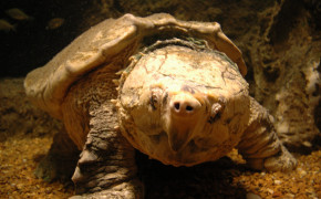 Alligator Snapping Turtle Best Wallpaper 73547