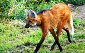 Maned Wolf Wallpapers Full HD 74918
