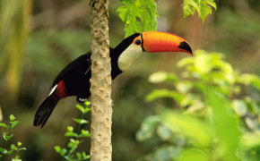 Toco Toucan Background Wallpaper 80678