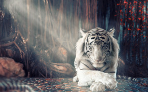 Tiger HD Wallpaper 80602