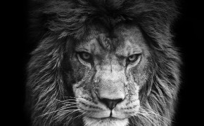 Lion Black And White 07970