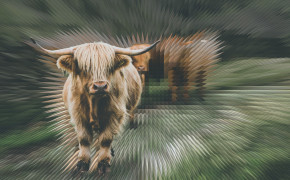 Highland Cattle Background Wallpapers 76676