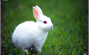 Rabbit Background HD Wallpapers 77982