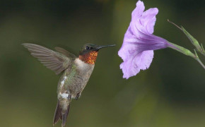 Flower Hummingbird Wallpaper 76221